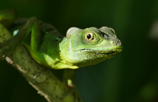 Stratégie Nationale Biodiversité 2030