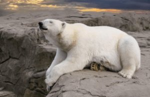 Climat & Résilience
