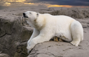 Loi Climat & Résilience