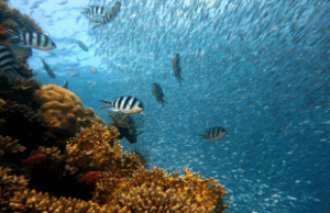 Biodiversité