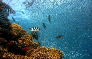Stratégie européenne biodiversité 2030