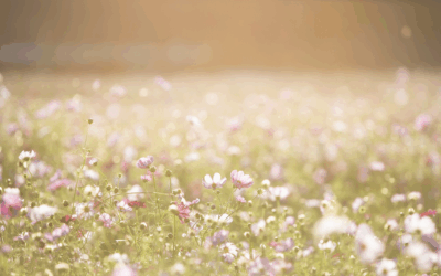 Les Vendredis RSE : Mener une stratégie biodiversité